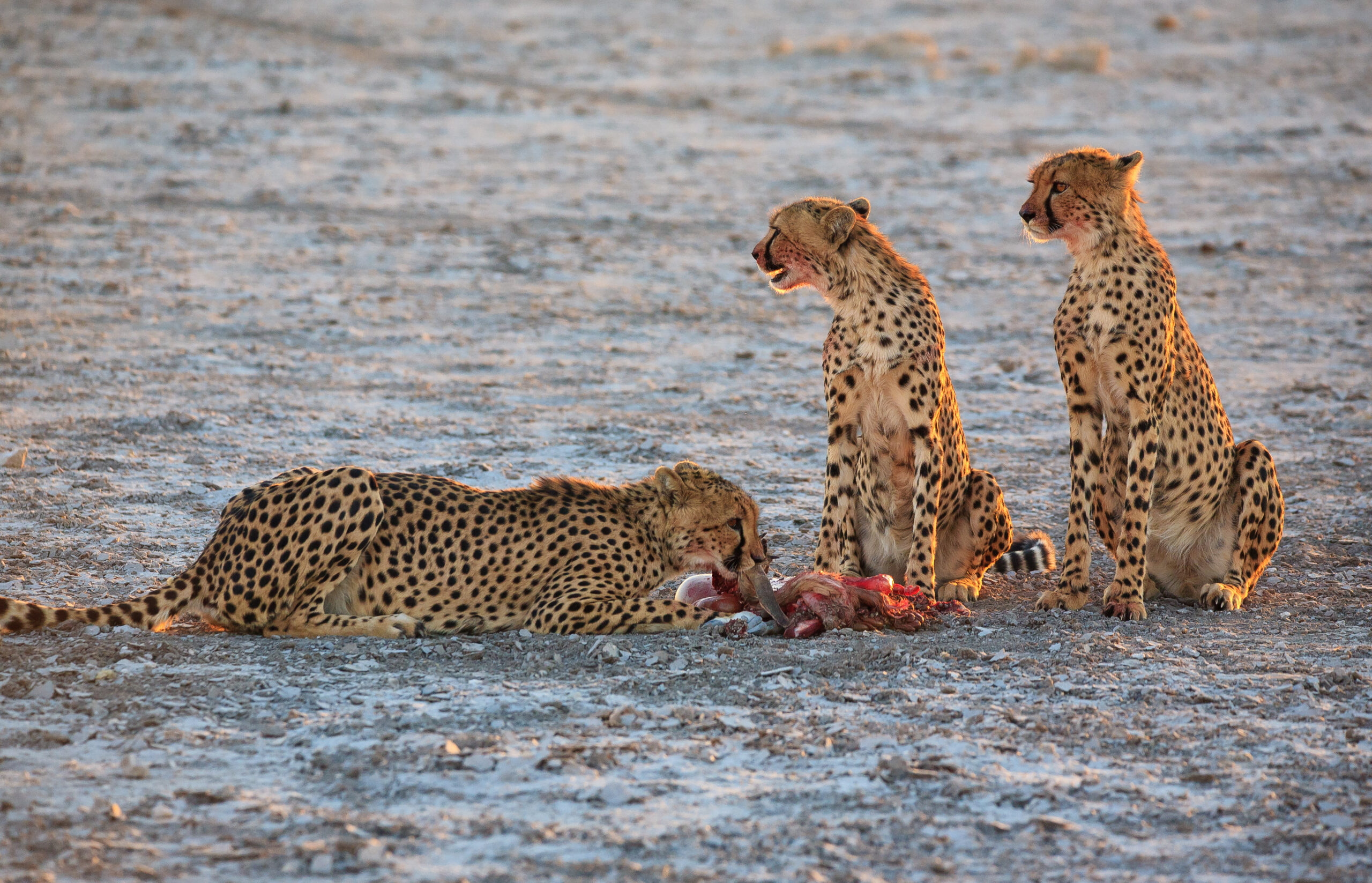 Geparde im Etosha