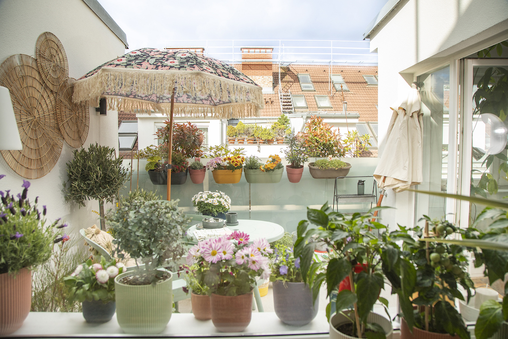 Salon Verde plant Balkon und Terrasse