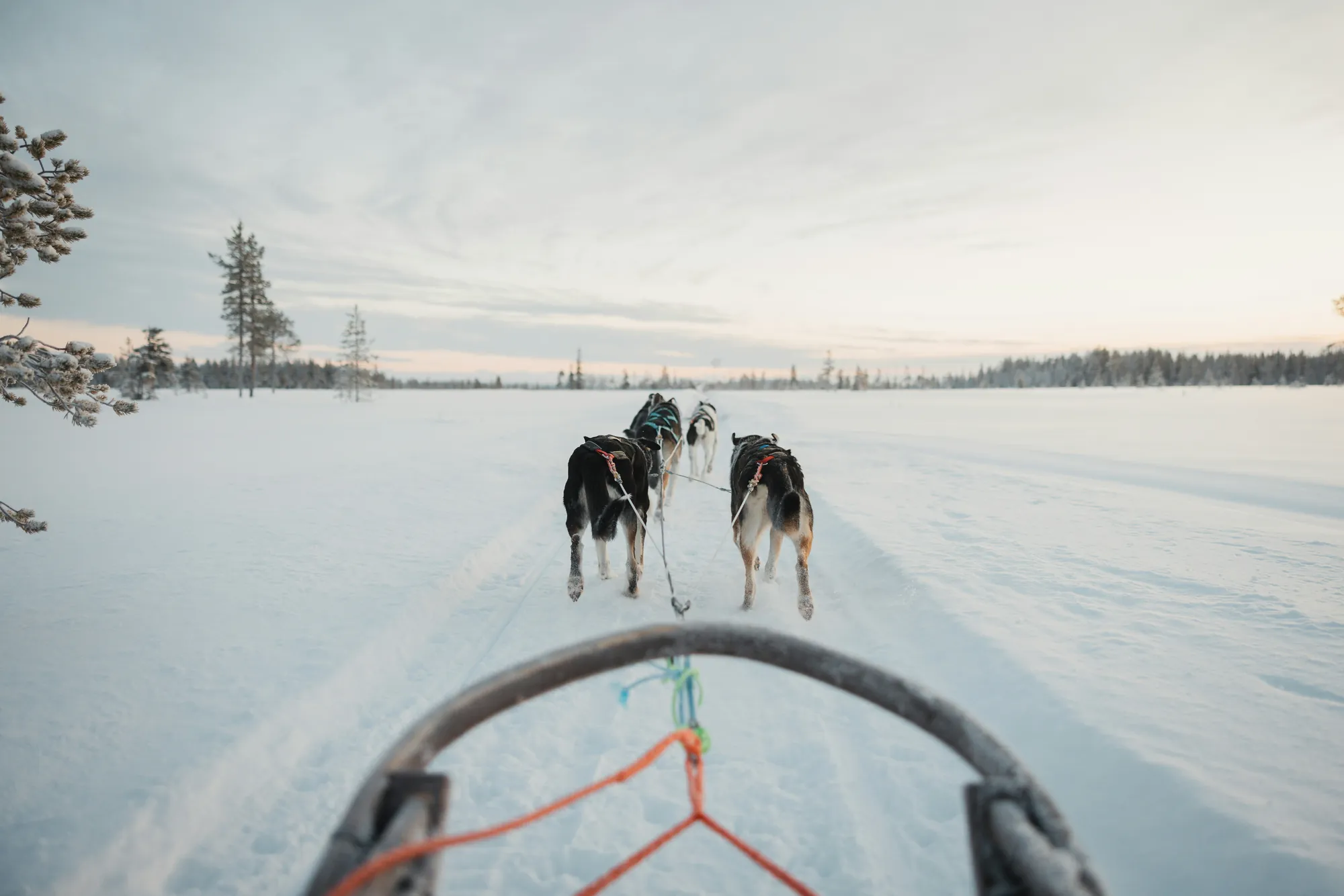 Husky Tour